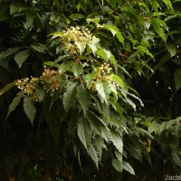 Pittosporum ferrugineum W.T.Aiton